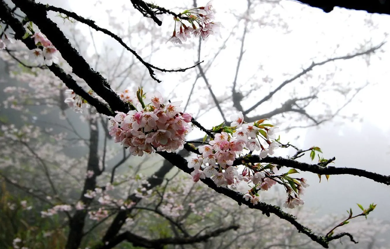 Photo wallpaper trees, flowers, Sakura, gentle
