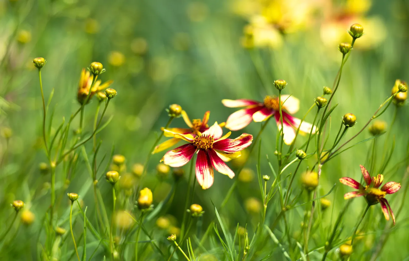 Photo wallpaper summer, flowers, cosmos