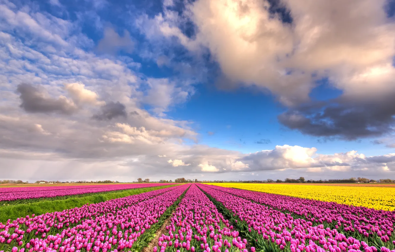 Photo wallpaper field, clouds, flowers, blue, beauty, positive, spring, yellow