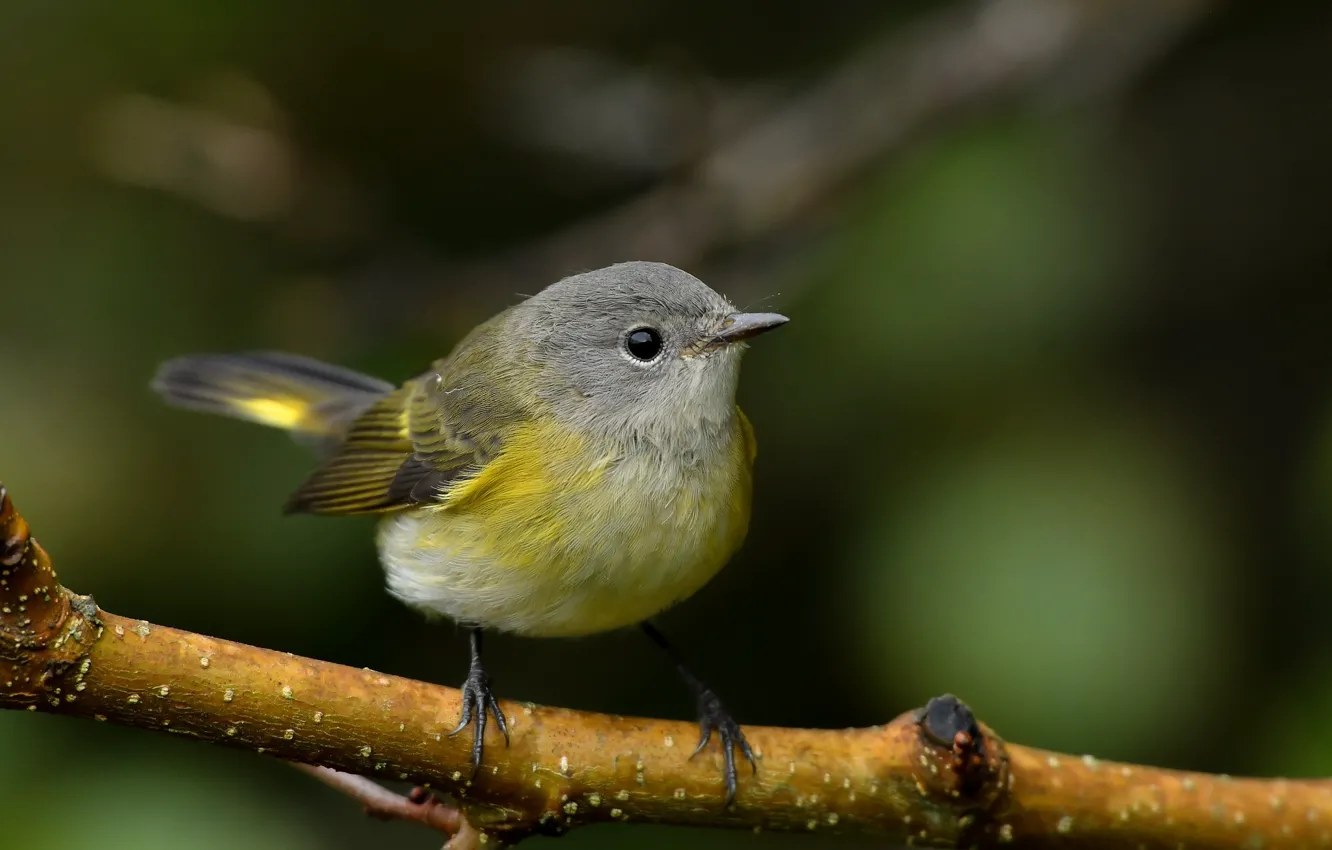 Photo wallpaper branches, bird, pichuga