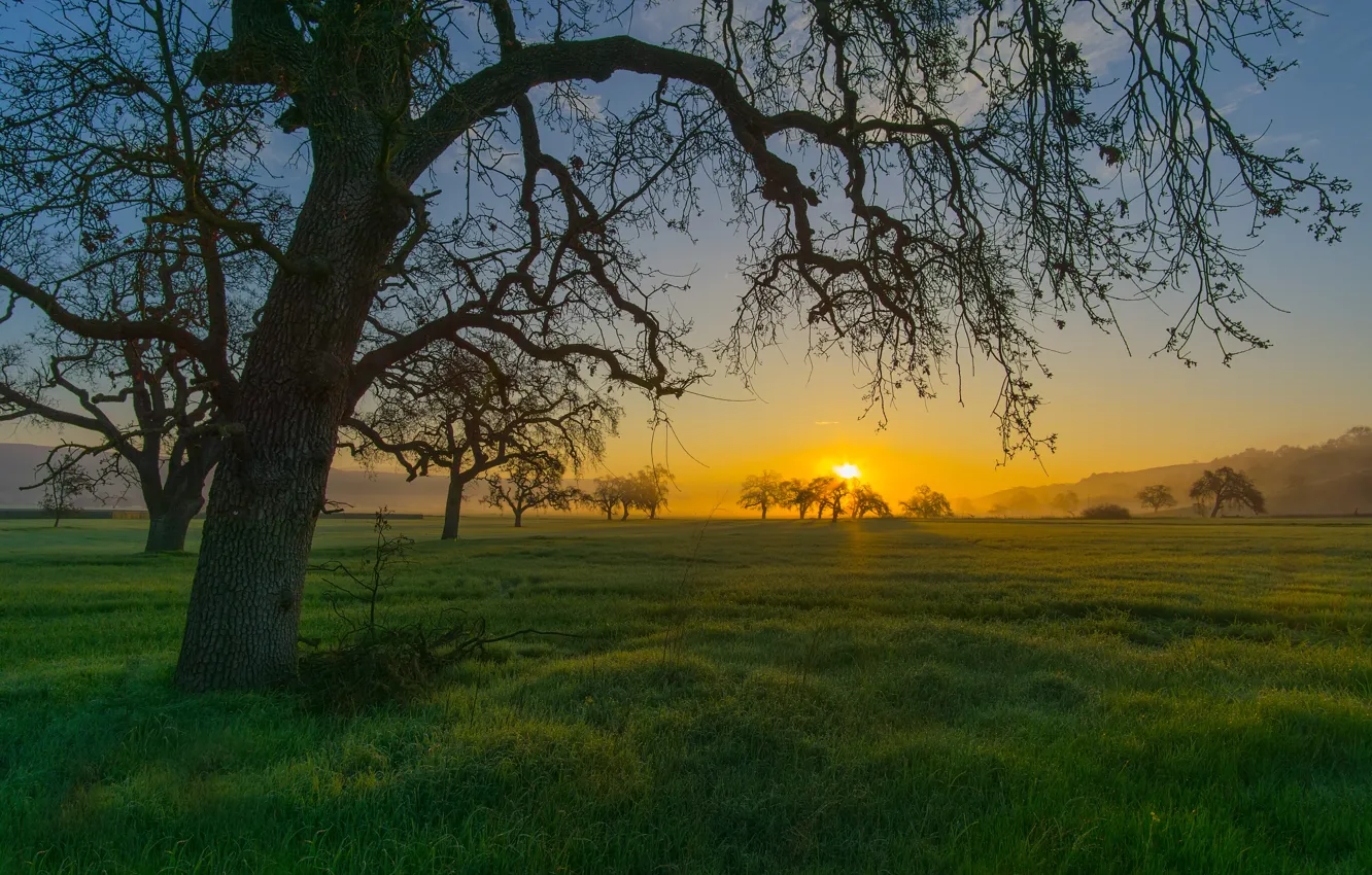 Photo wallpaper grass, trees, sunset, mountains