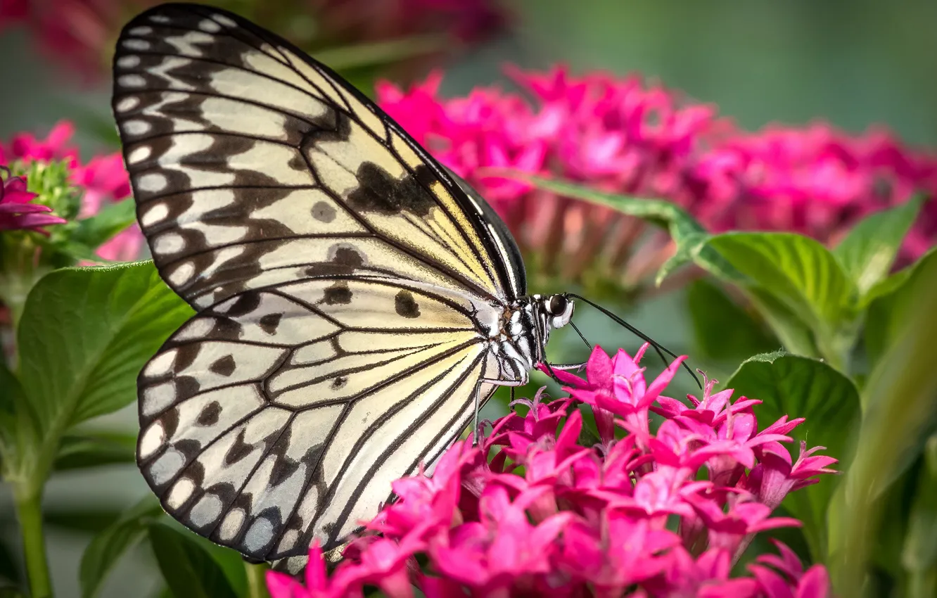 Photo wallpaper flowers, butterfly, wings, meal