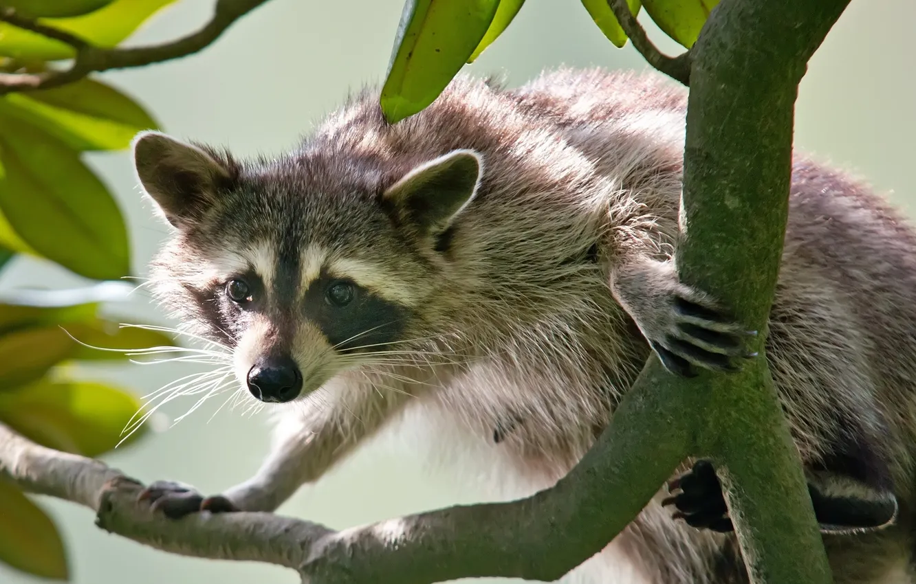 Photo wallpaper look, branches, raccoon
