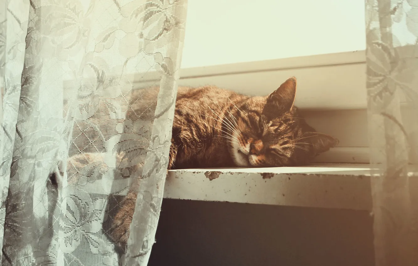 Photo wallpaper cat, cat, pose, animal, wool, sill, blind