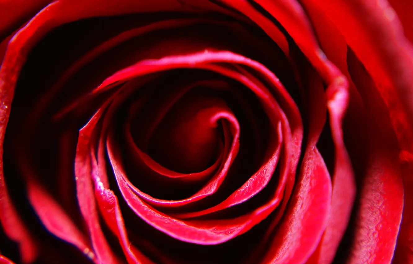 Photo wallpaper macro, rose, petals, red, rose, red