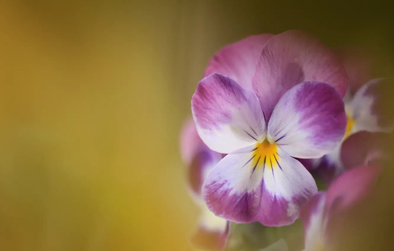 Photo wallpaper macro, background, Pansy, Viola tricolor