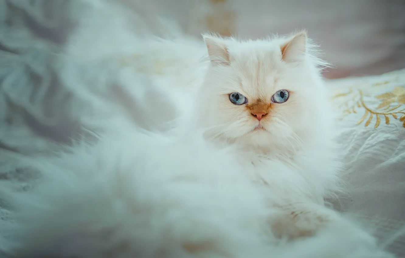 Photo wallpaper cat, look, portrait, white, blue eyes, fluffy, Himalayan cat