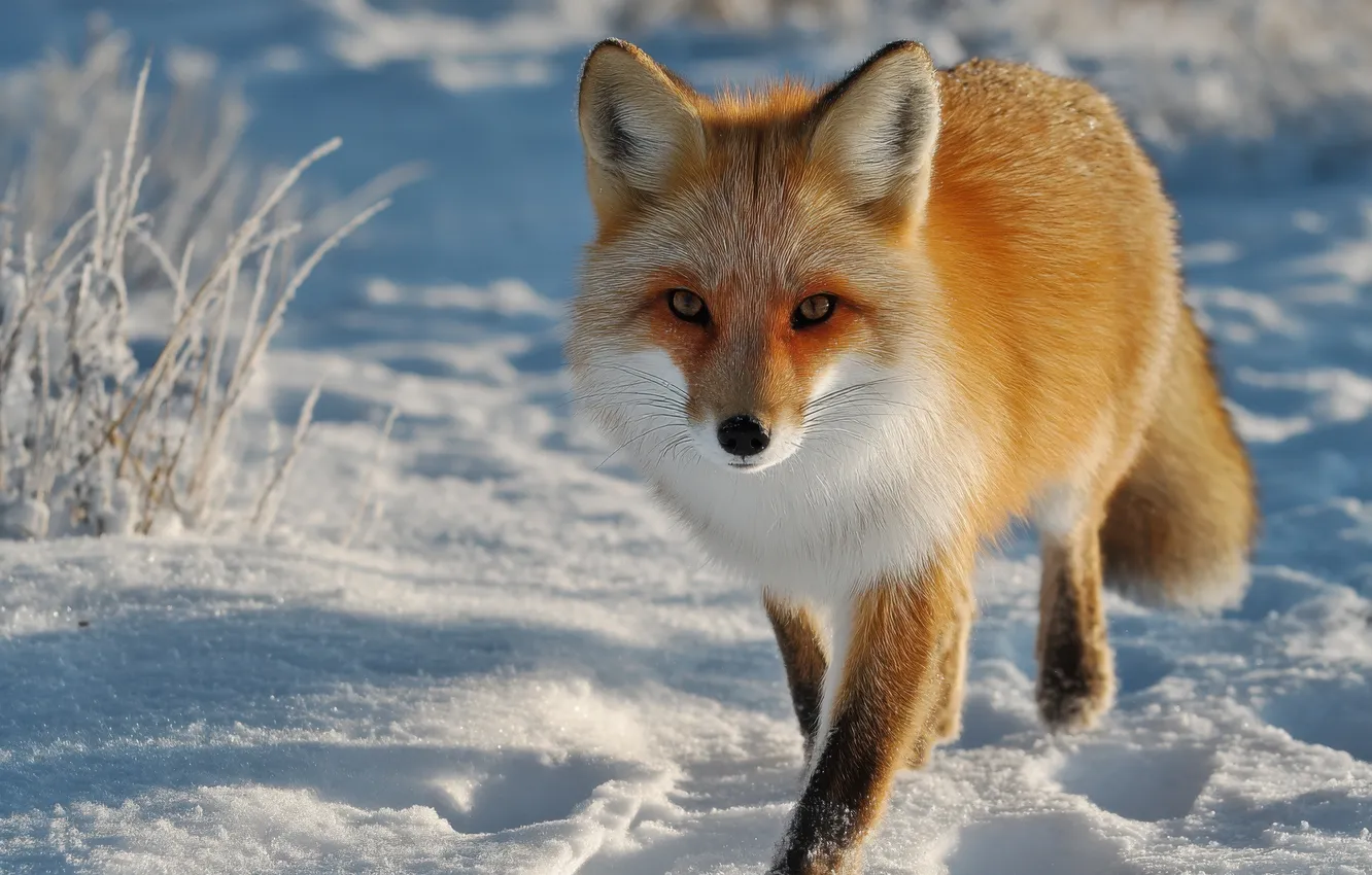Photo wallpaper winter, field, look, light, snow, pose, shadow, Fox