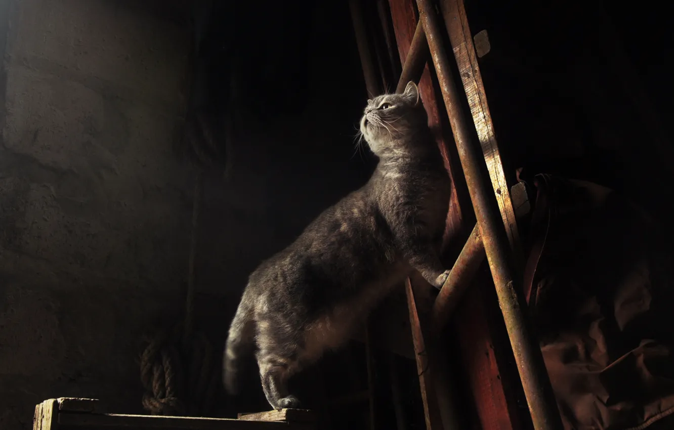Photo wallpaper cat, cat, look, face, light, pose, the dark background, grey