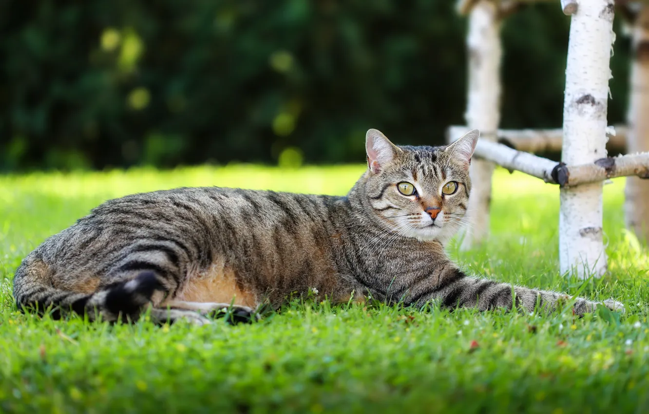 Photo wallpaper cat, lies, lawn