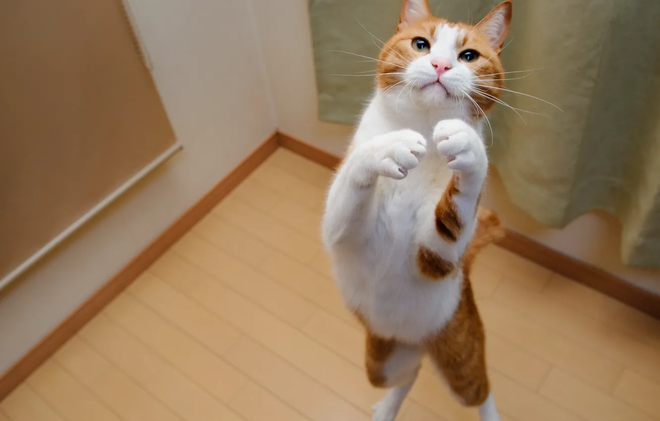 Photo wallpaper cat, jump, the game, color, white-red