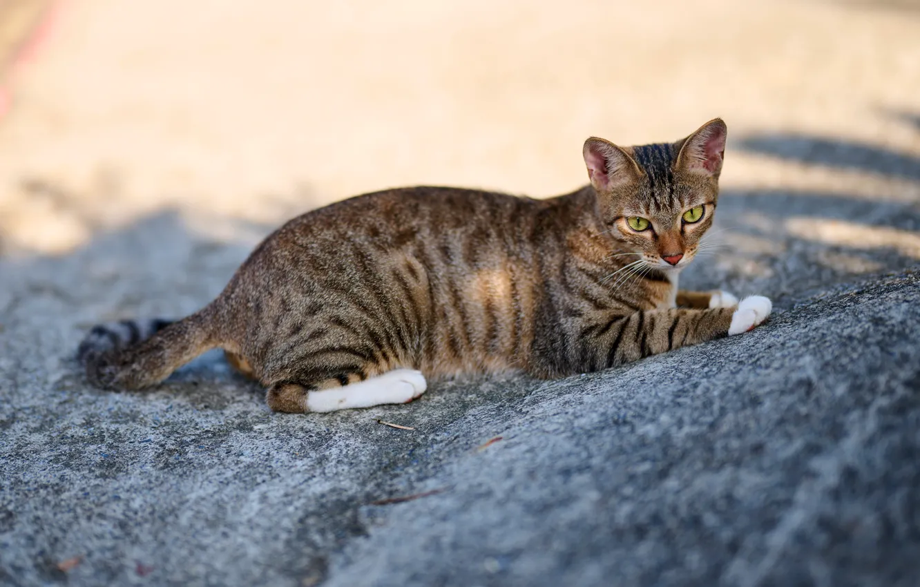 Photo wallpaper cat, cat, look, face, light, pose, shadow, lies