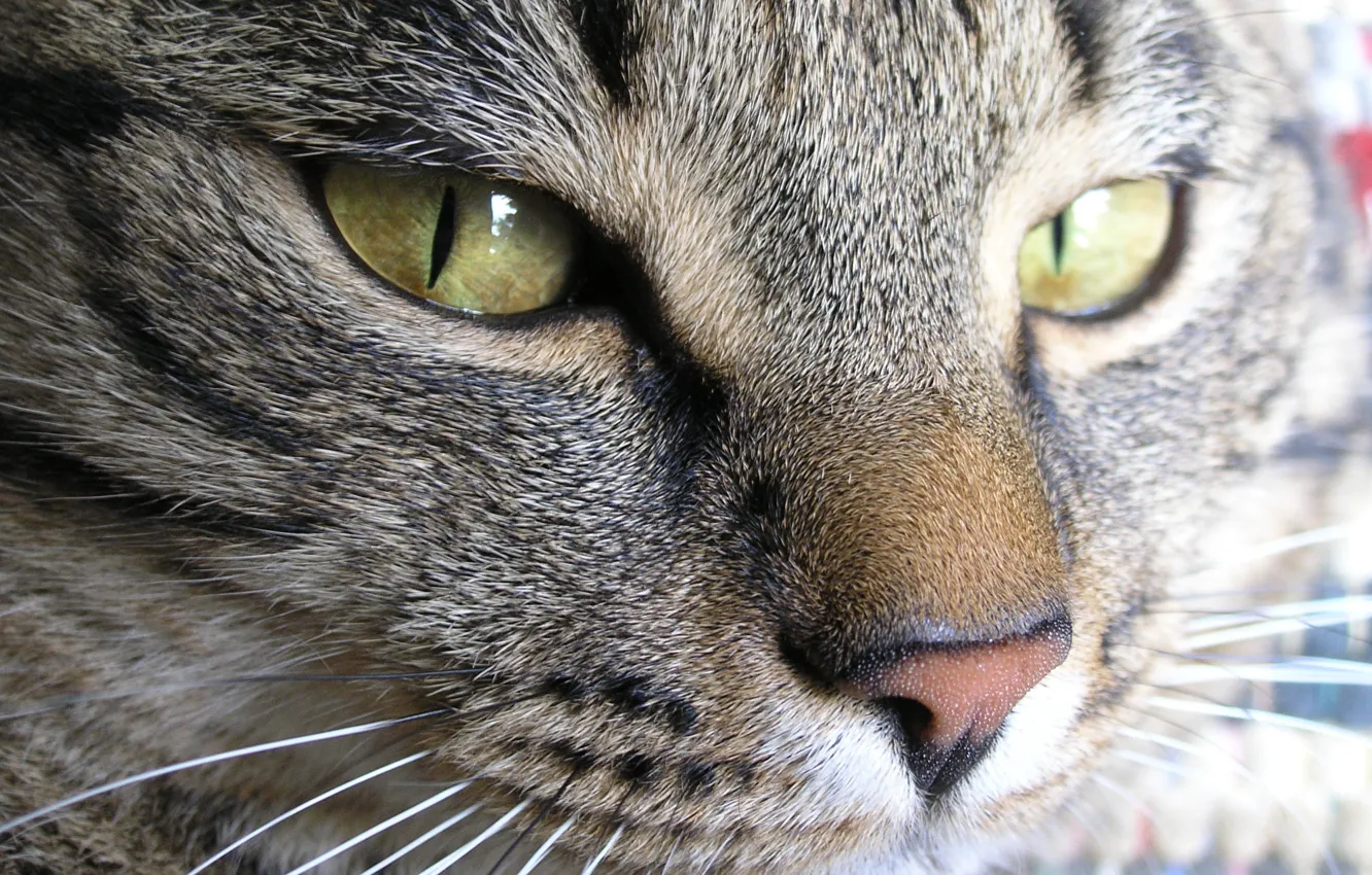 Photo wallpaper cat, macro, the face of a cat