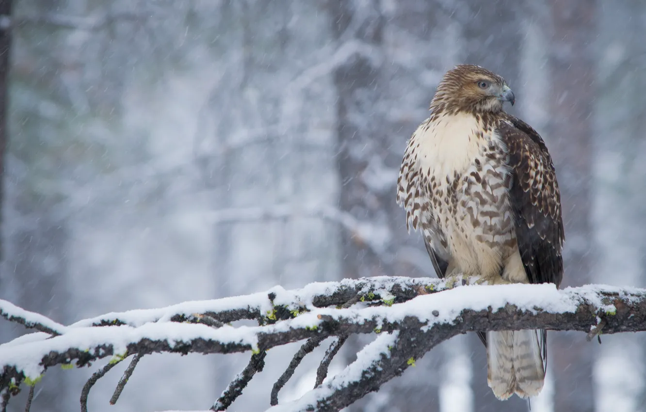 Photo wallpaper winter, snow, bird, predator, branch, hawk, Red-tailed Buzzard