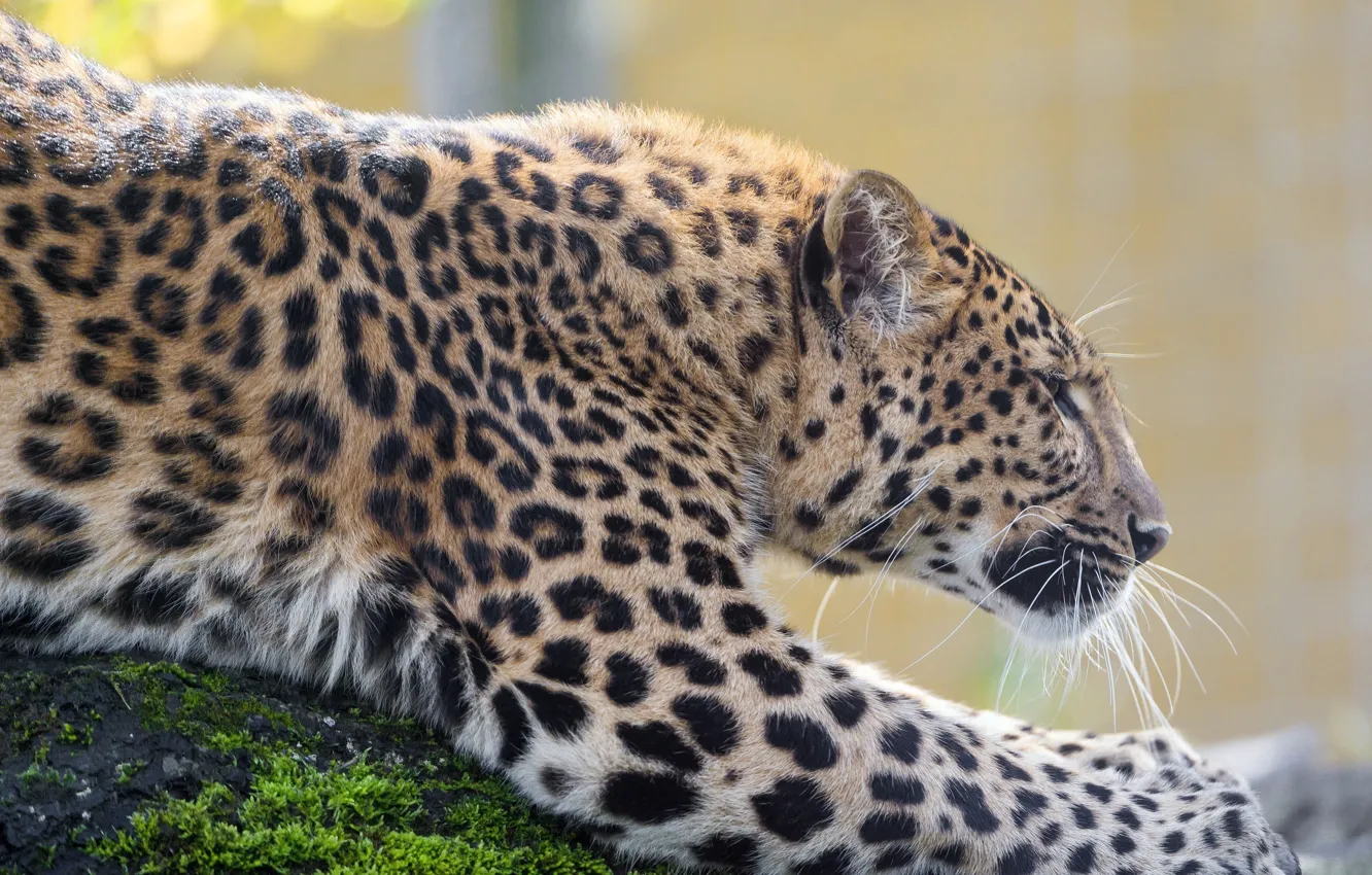Photo wallpaper predator, spot, leopard, profile, wild cat, zoo