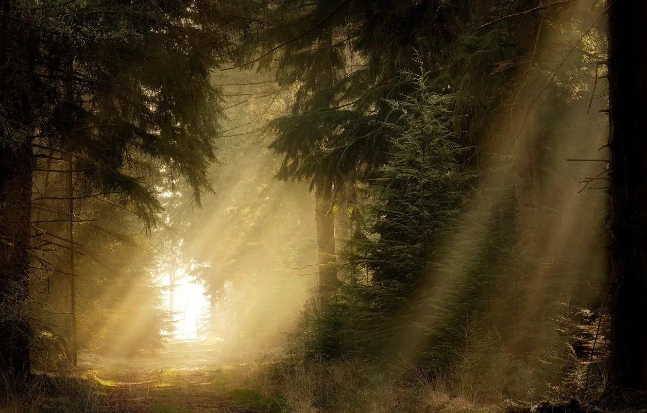 Photo wallpaper forest, rays, light, fog, spruce, needles, path, pine