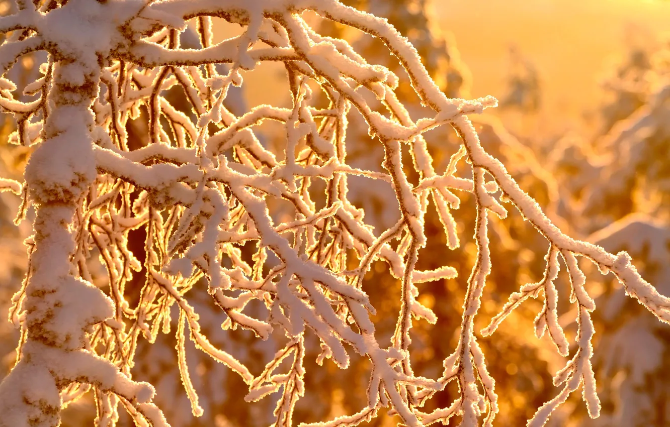 Photo wallpaper winter, forest, the sun, snow, trees, branches, bokeh