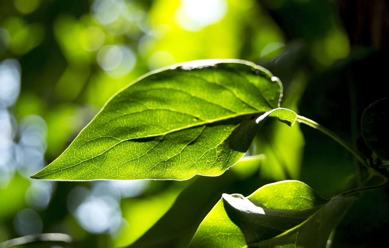 Photo wallpaper greens, leaves, macro, nature, sheet, glare, the glare of the sun