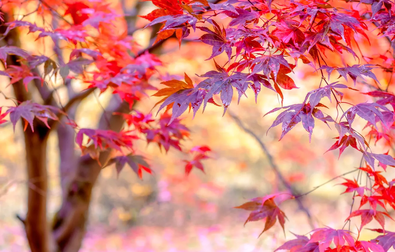 Photo wallpaper autumn, leaves, branches, tree, wet, bokeh