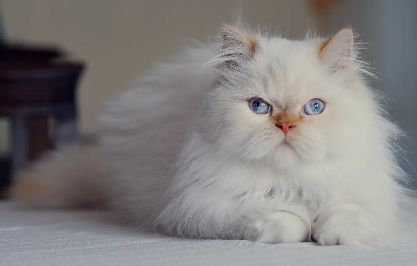 Photo wallpaper look, blue eyes, fluffy, Persian cat
