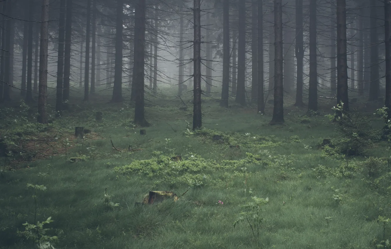 Photo wallpaper forest, trees, nature, fog
