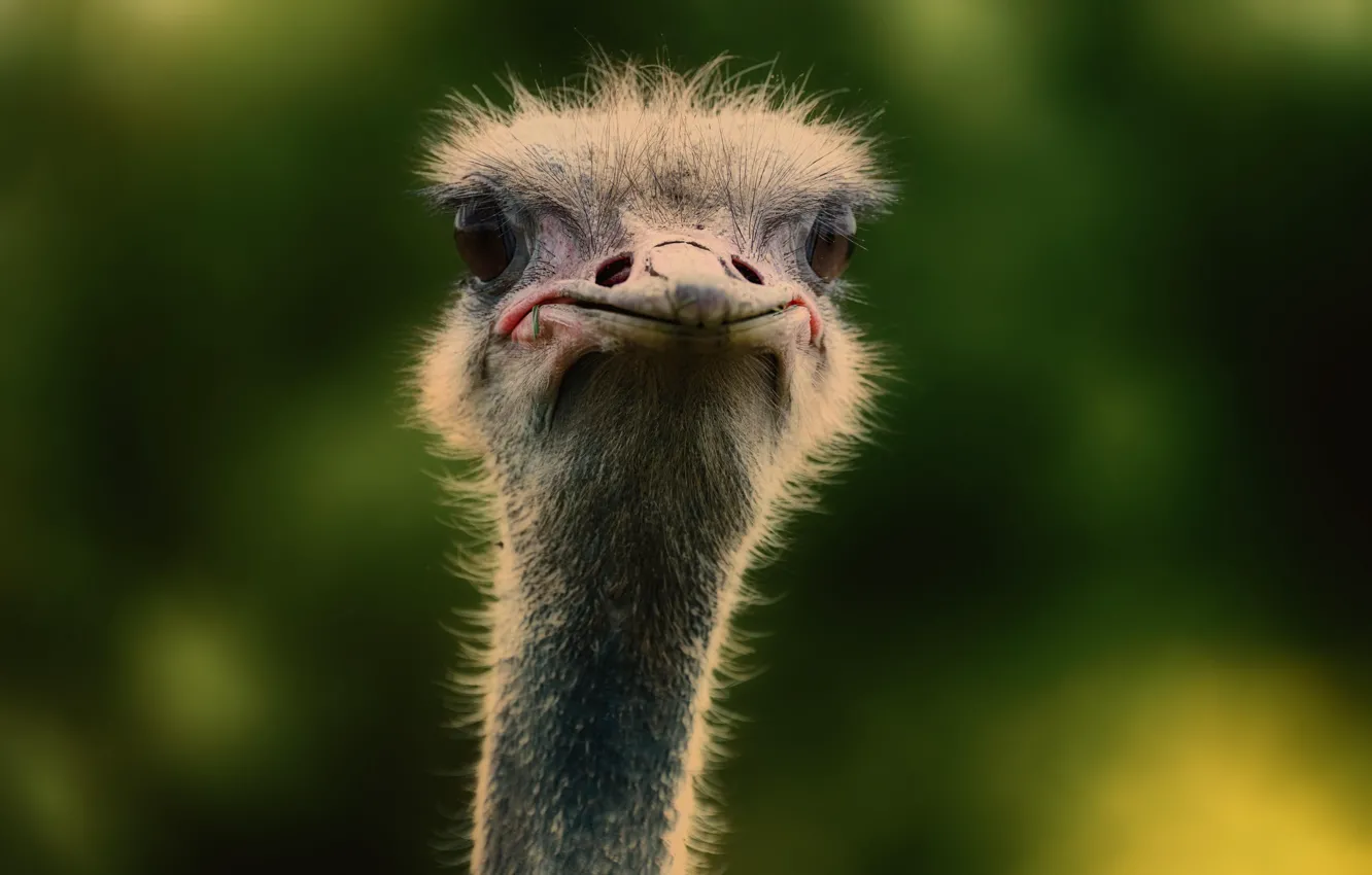 Photo wallpaper background, bird, ostrich