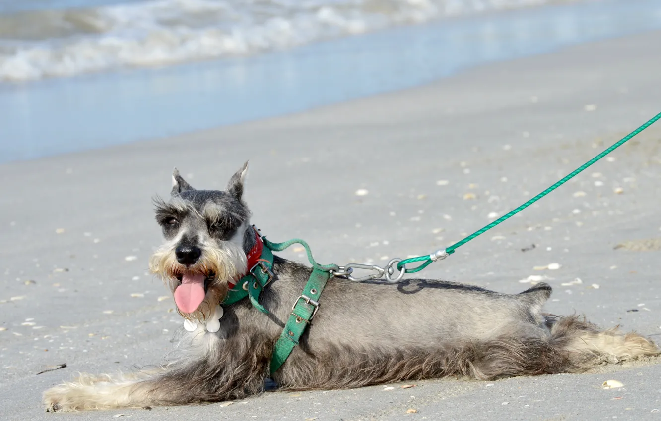 Photo wallpaper landscape, playa, pet, dog, Schnauzer