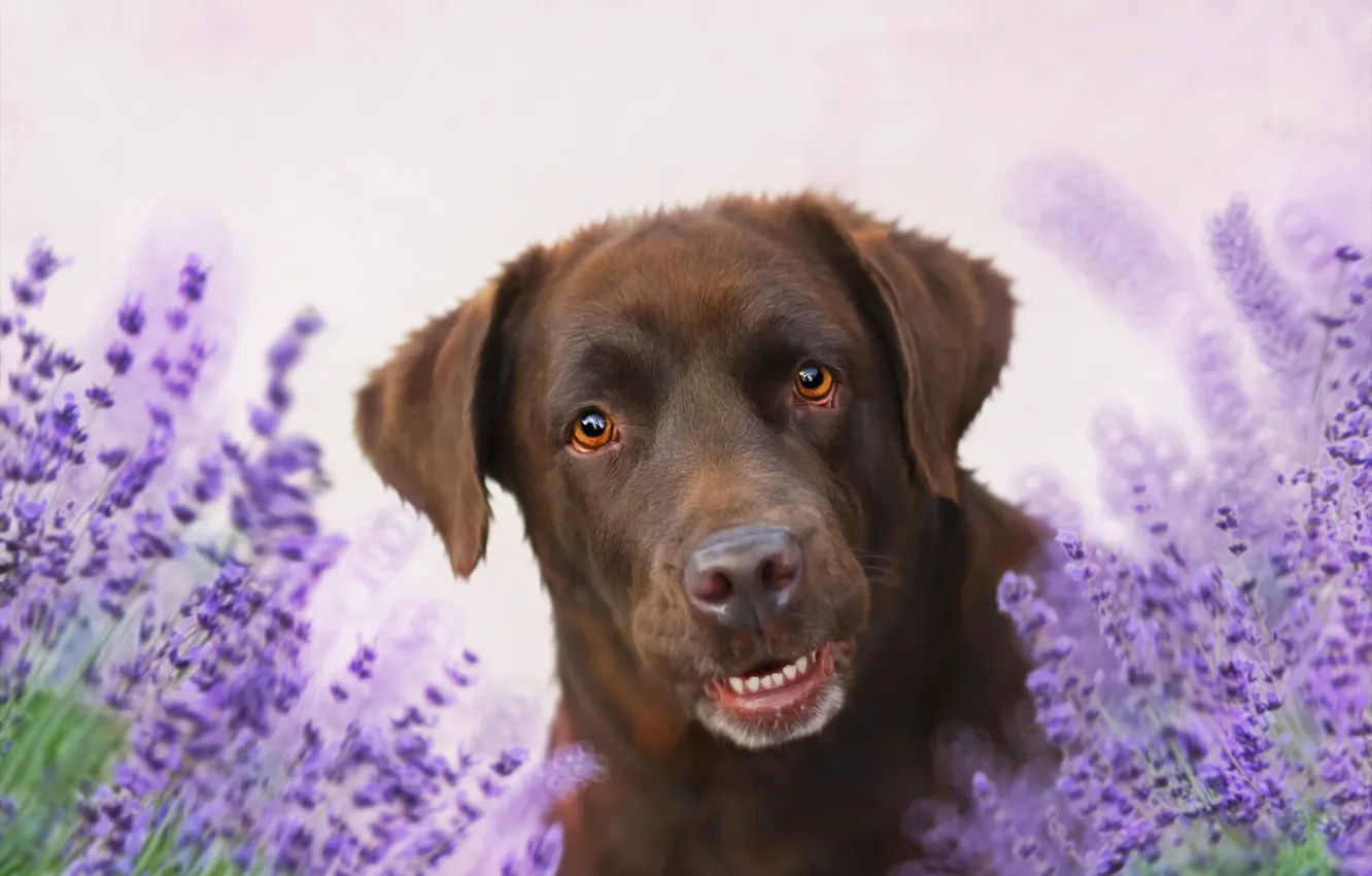 Photo wallpaper flowers, background, each, dog