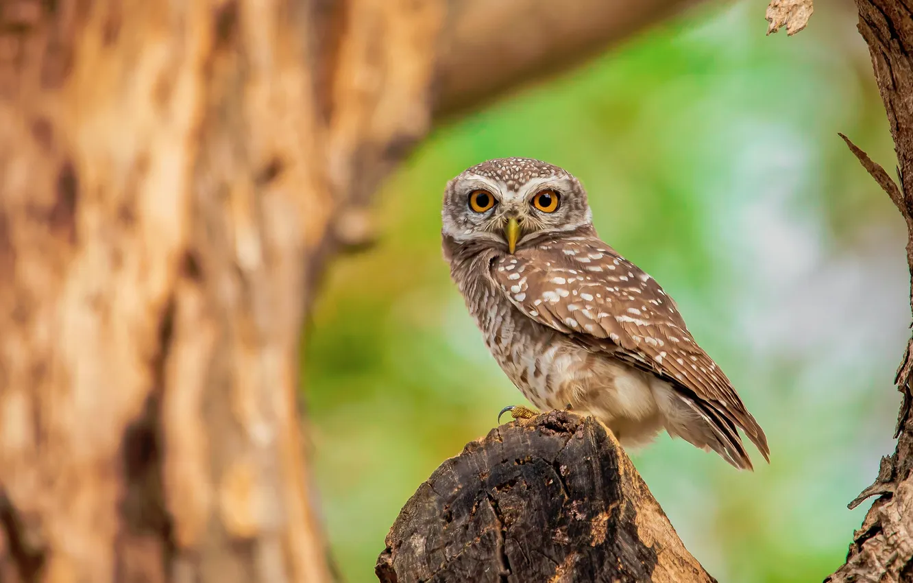 Photo wallpaper look, trees, owl, bird, stump, green background, bokeh, owl