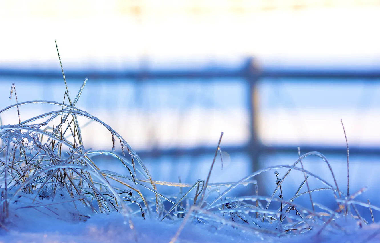 Photo wallpaper ice, winter, grass, snow, nature, the fence, the fence, a blade of grass