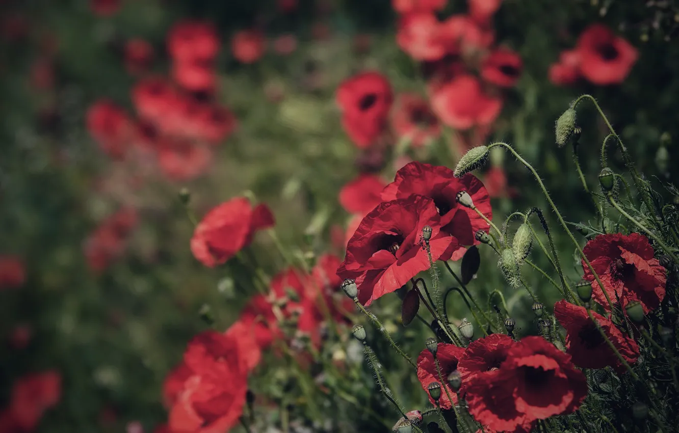 Photo wallpaper flowers, Maki, meadow, red, a lot, bokeh, poppy field