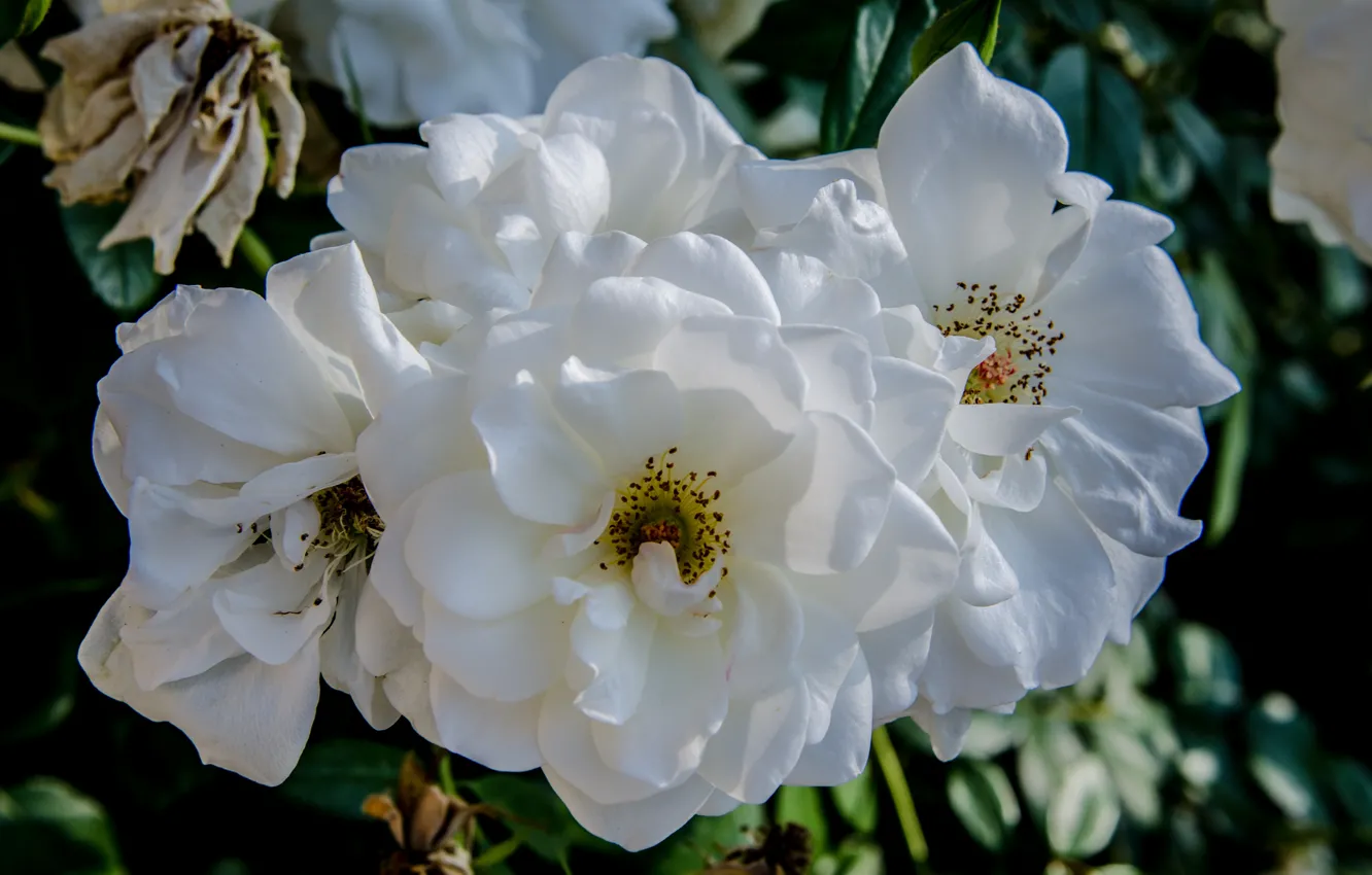 Photo wallpaper leaves, macro, flowers, roses, briar, white