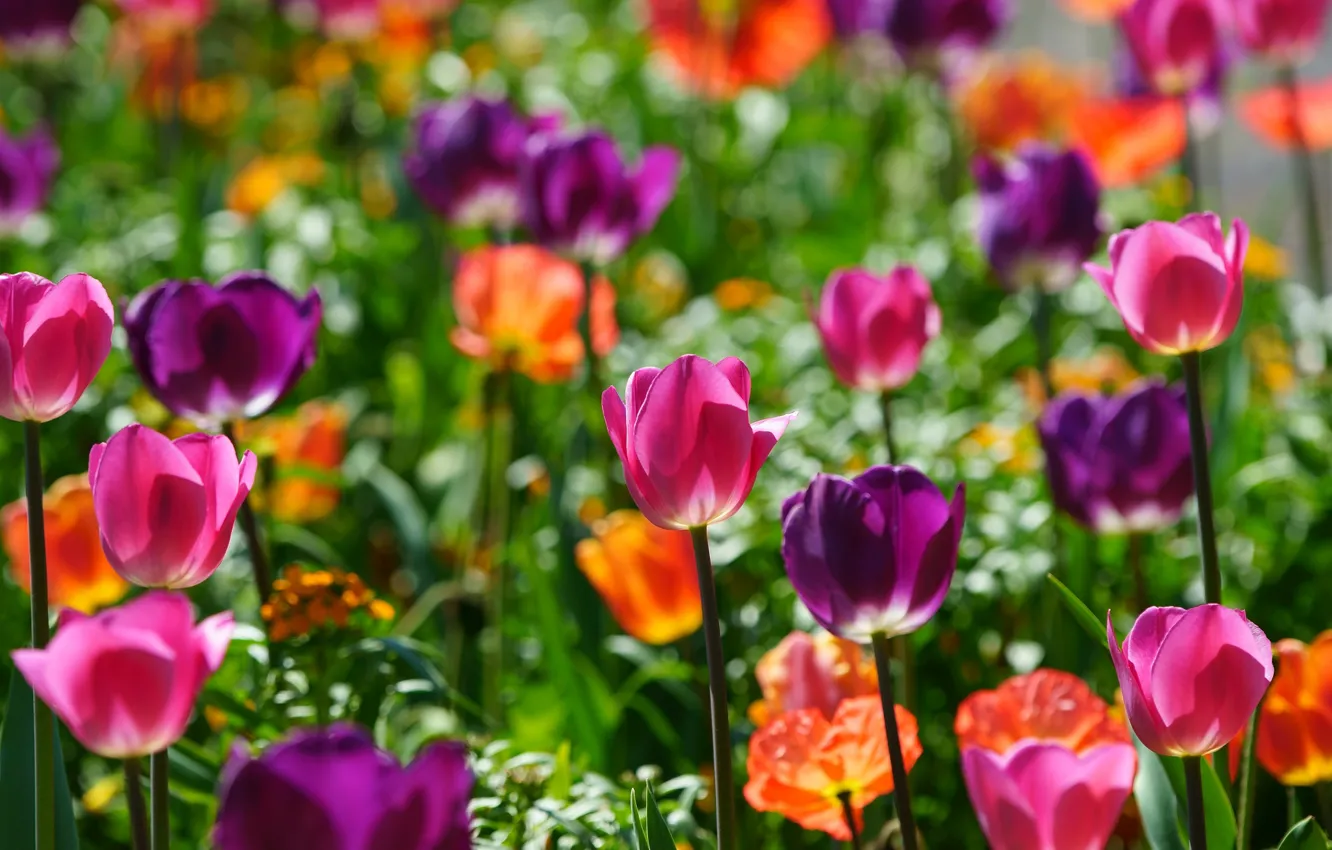 Photo wallpaper light, flowers, bright, spring, tulips, pink, orange, flowerbed