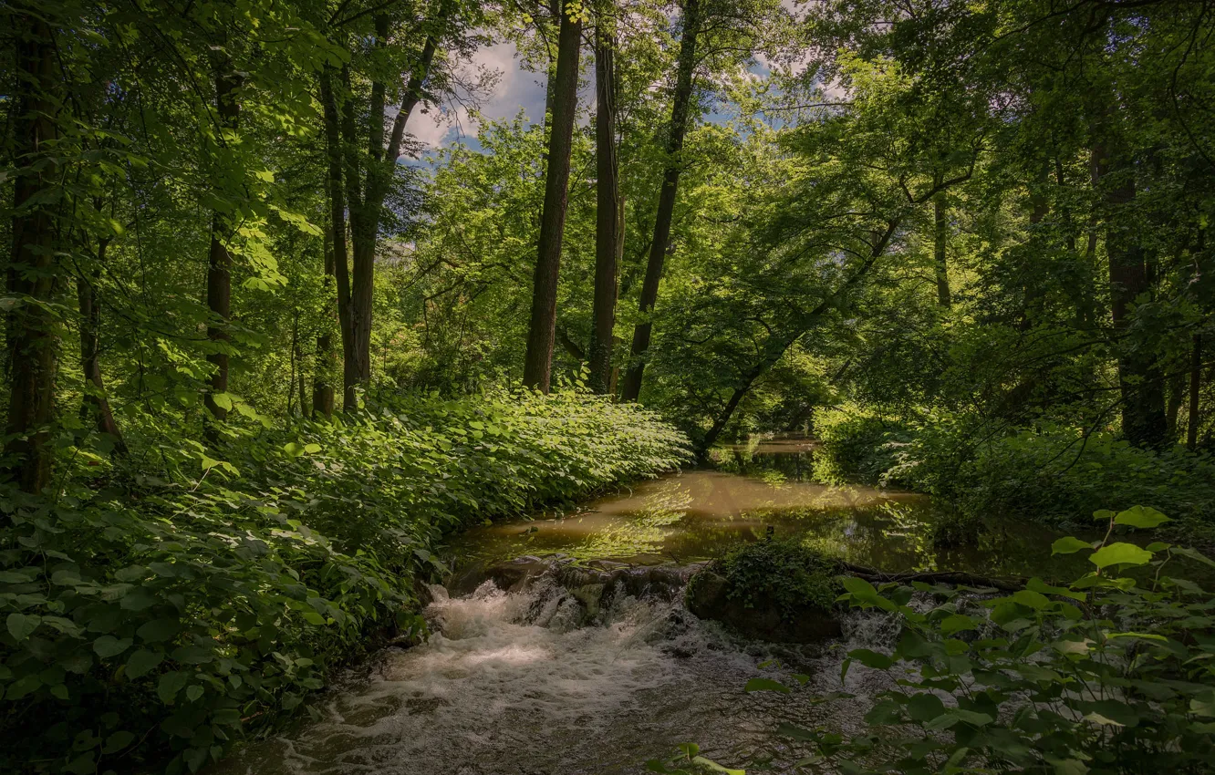Photo wallpaper greens, forest, summer, foliage, pond