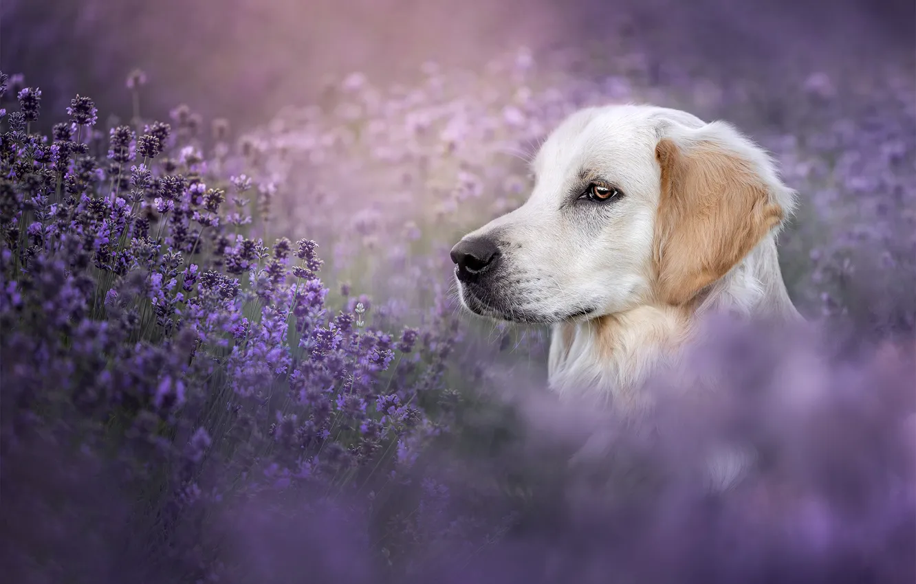 Photo wallpaper face, dog, lavender, Golden Retriever, Golden Retriever