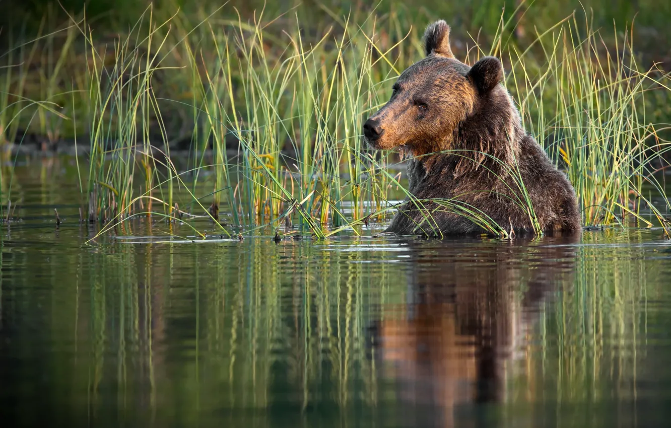 Photo wallpaper grass, water, nature, animal, predator, bear, brown, Alexander Perov