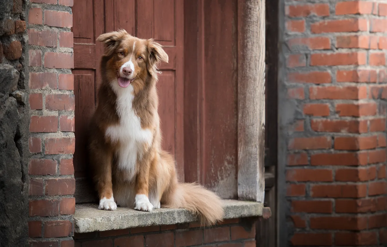 Photo wallpaper dog, brick, Australian shepherd, Aussie