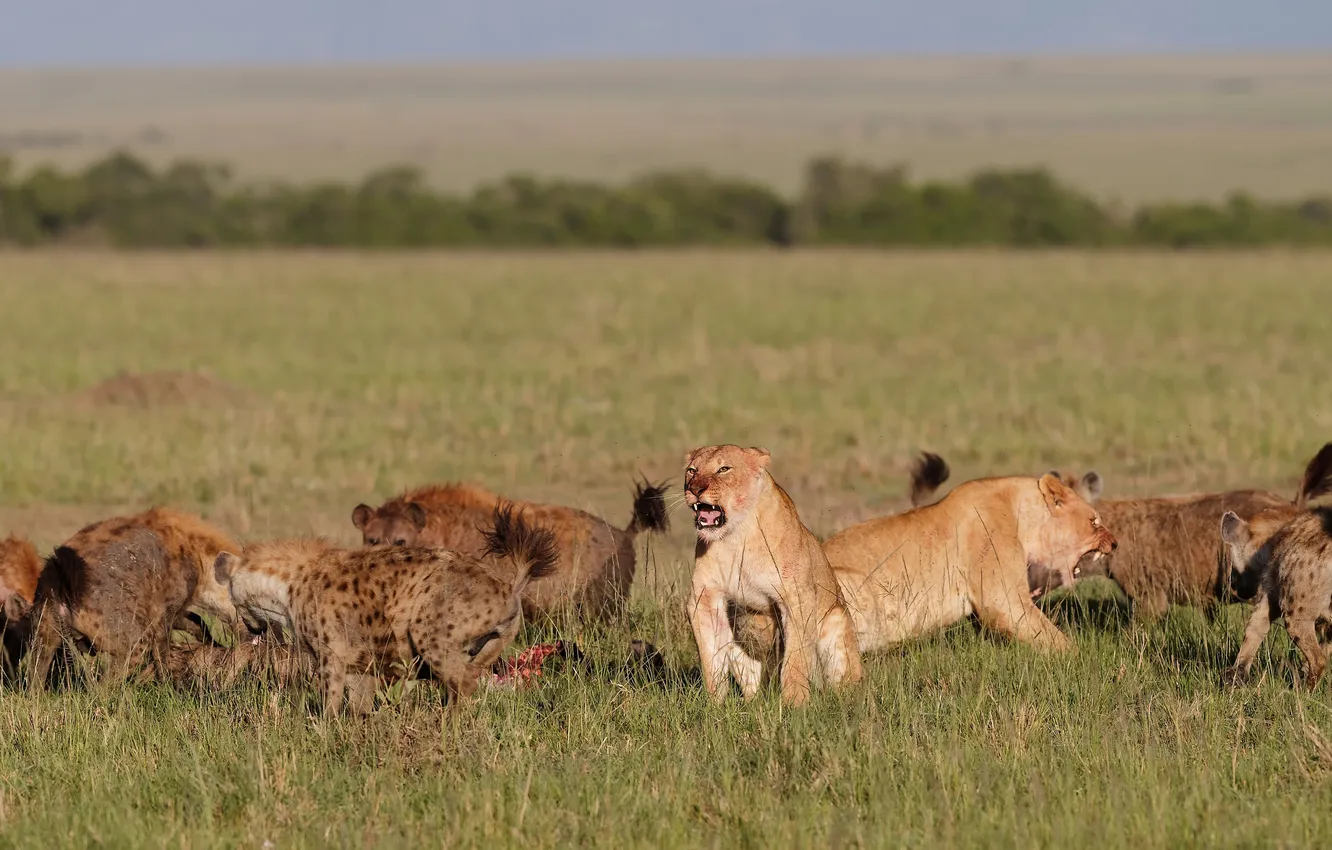 Photo wallpaper grass, cats, pack, fight, grin, lioness, hyenas