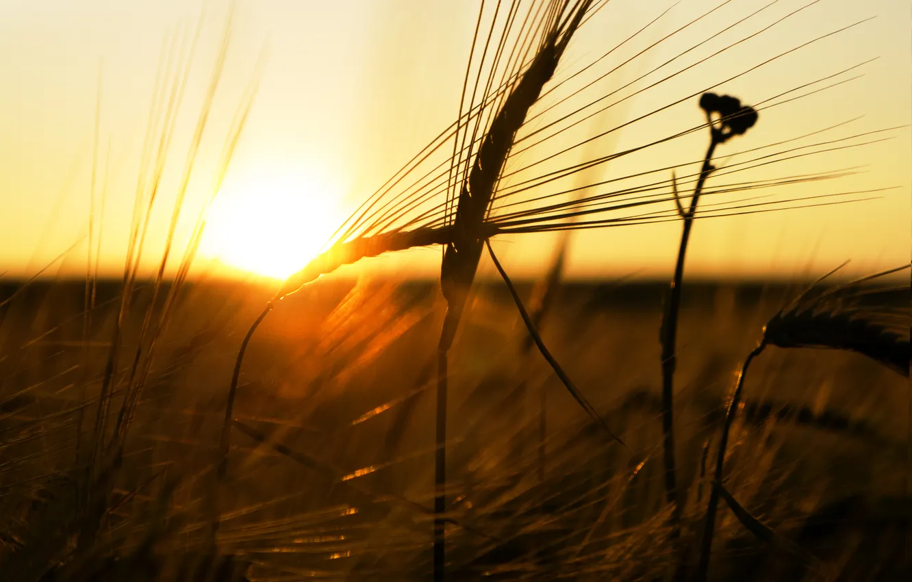 Photo wallpaper wheat, the sun, macro, rays, sunset