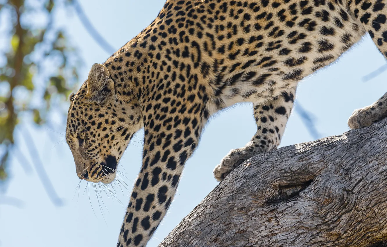 Photo wallpaper the sky, leaves, trees, nature, animal, predator, leopard, trunk
