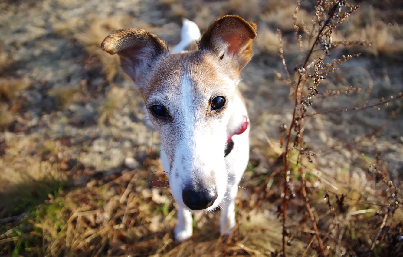 Photo wallpaper eyes, nature, dog, blur, face