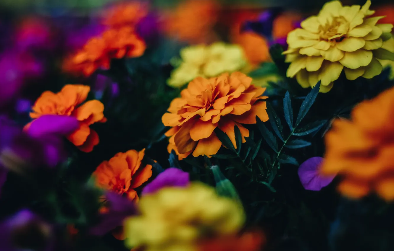 Photo wallpaper leaves, flowers, orange, yellow, the dark background, bright, garden, flowerbed