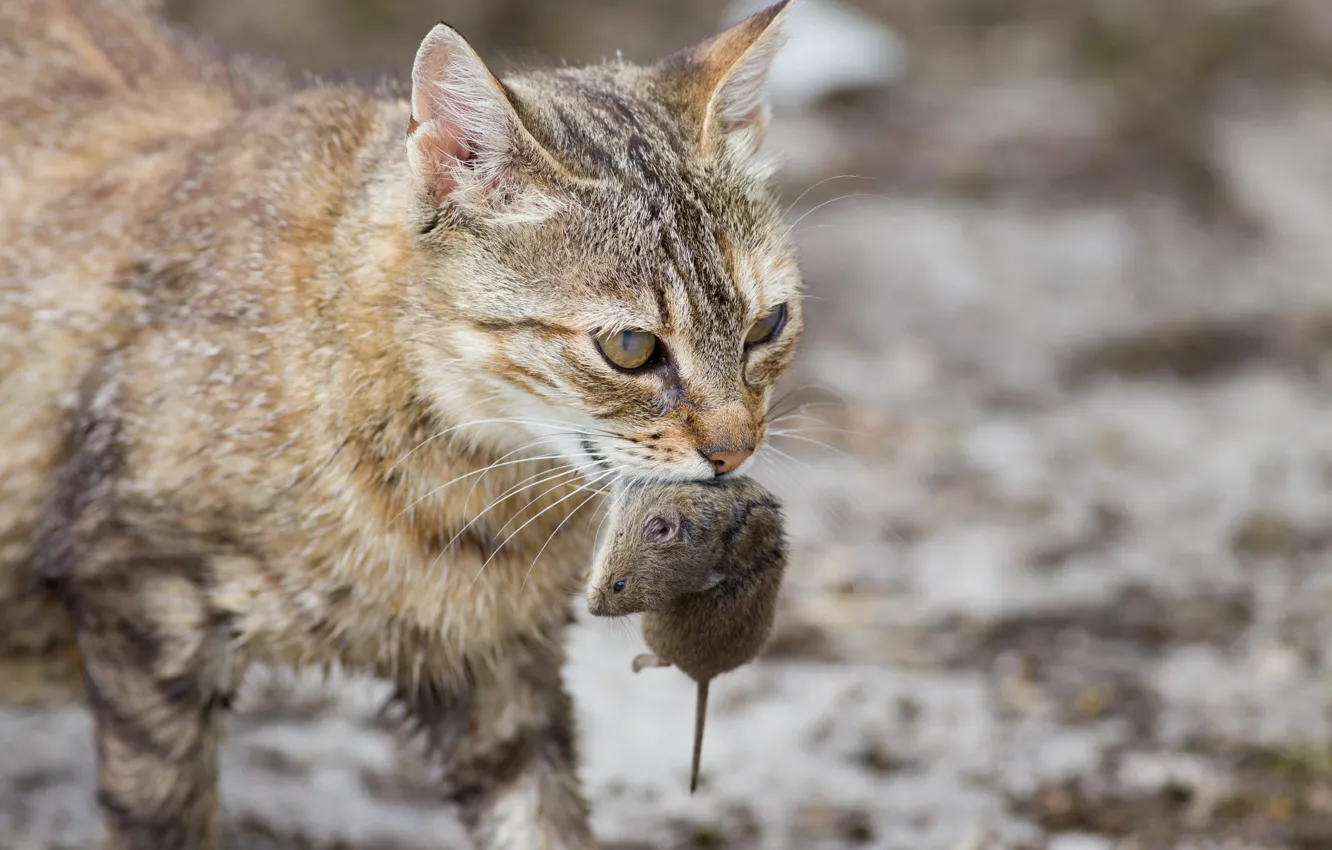 Photo wallpaper cat, cat, predator, mouse, mining