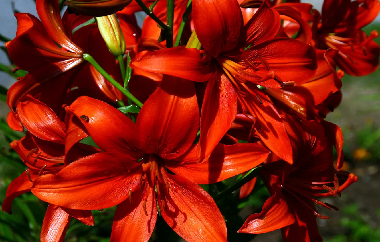 Photo wallpaper flowers, photo, Lily