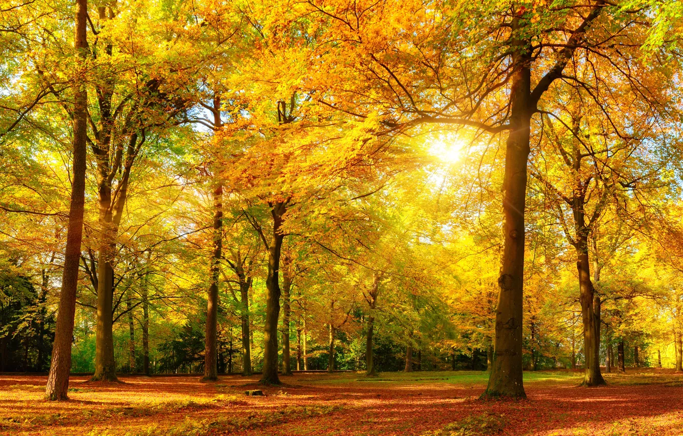 Photo wallpaper autumn, leaves, trees, nature, Park, rays of light