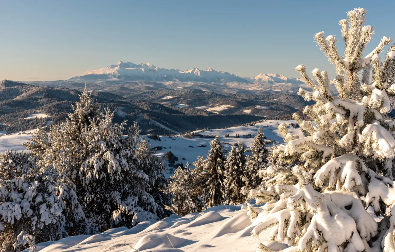 Photo wallpaper winter, frost, forest, the sky, light, snow, trees, mountains