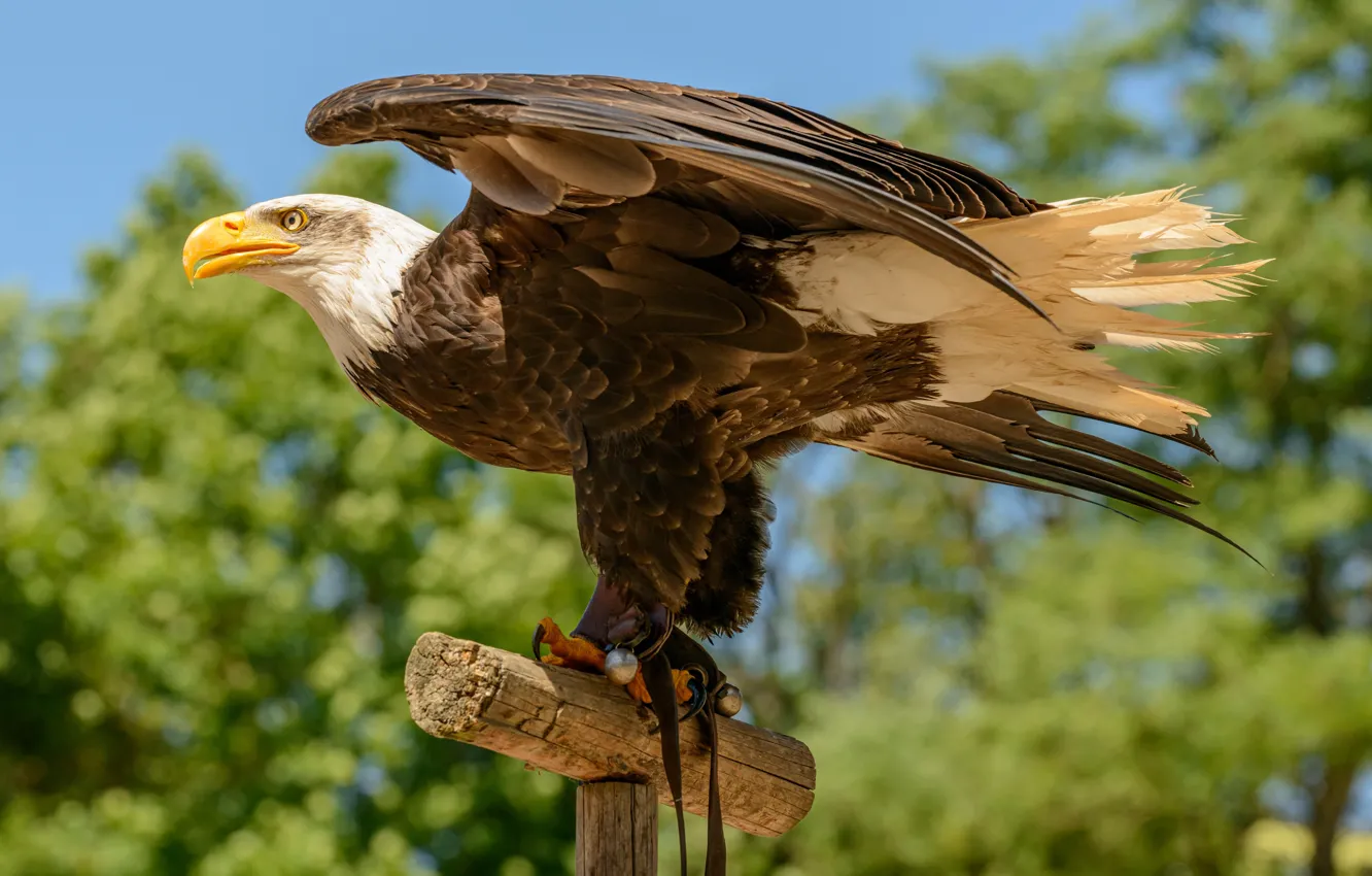 Photo wallpaper bird, predator, bald eagle