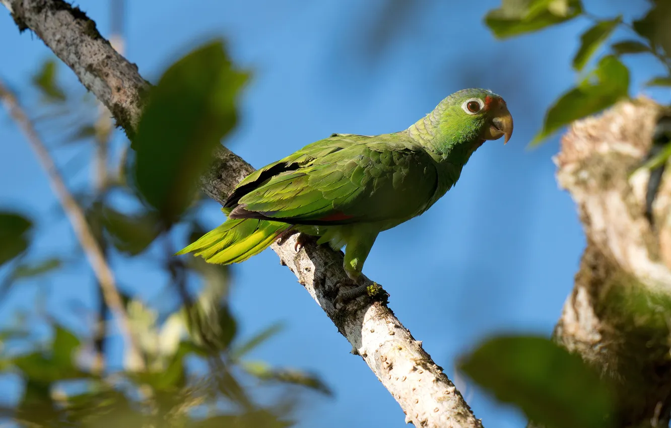 Photo wallpaper leaves, branches, green, blue, bird, parrot, Amazon