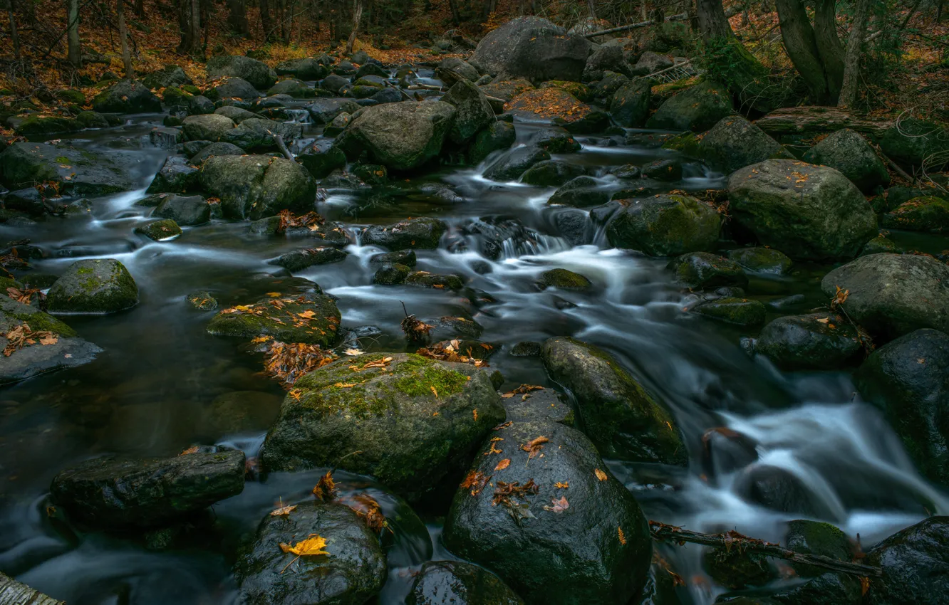 Photo wallpaper forest, stream, waterfall, trees, autumn, stones, leaves
