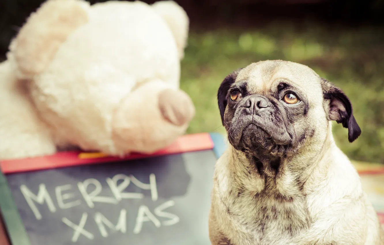 Photo wallpaper look, face, background, the inscription, toy, Board, portrait, dog